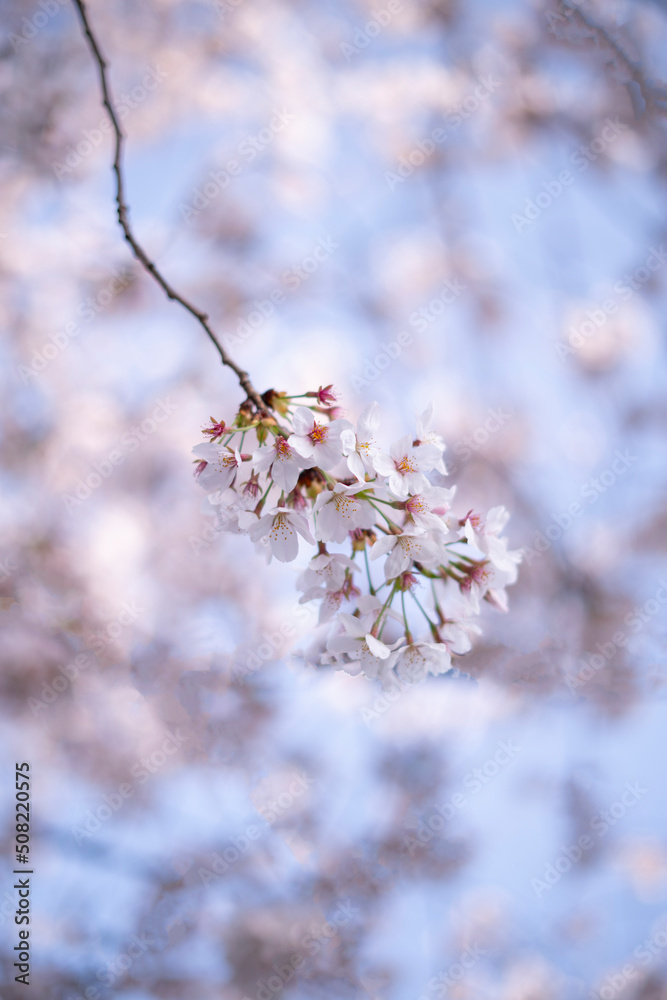 akura flowers of pink color on sunny backdrop. Beautiful nature spring background with a branch of blooming sakura. Copy space for text