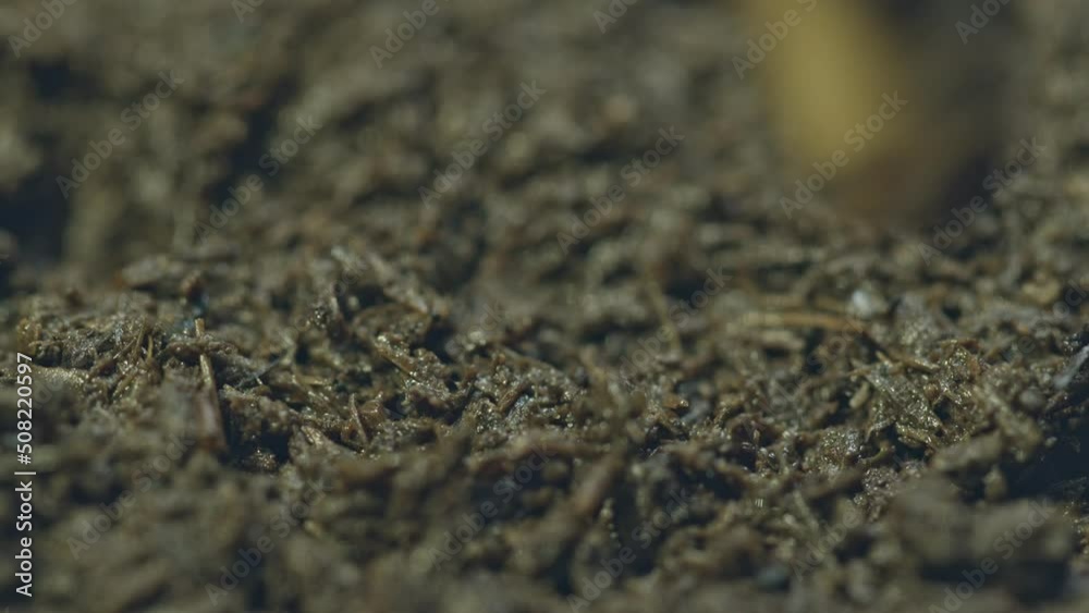 Use a stick to make a hole for the seeds to be buried underground..Put the germinated cannabis seeds in the hole and cover the soil over the germinated hemp seeds. Use a stick to make a hole for the seeds to be buried underground..Put the germinated cannabis seeds in the hole and cover the soil over the germinated hemp seeds.