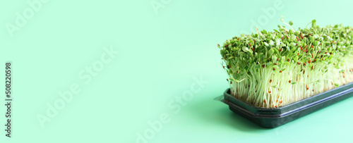 Heap of alfalfa sprouts over green background. Organic food and macrobiotic concept photo
