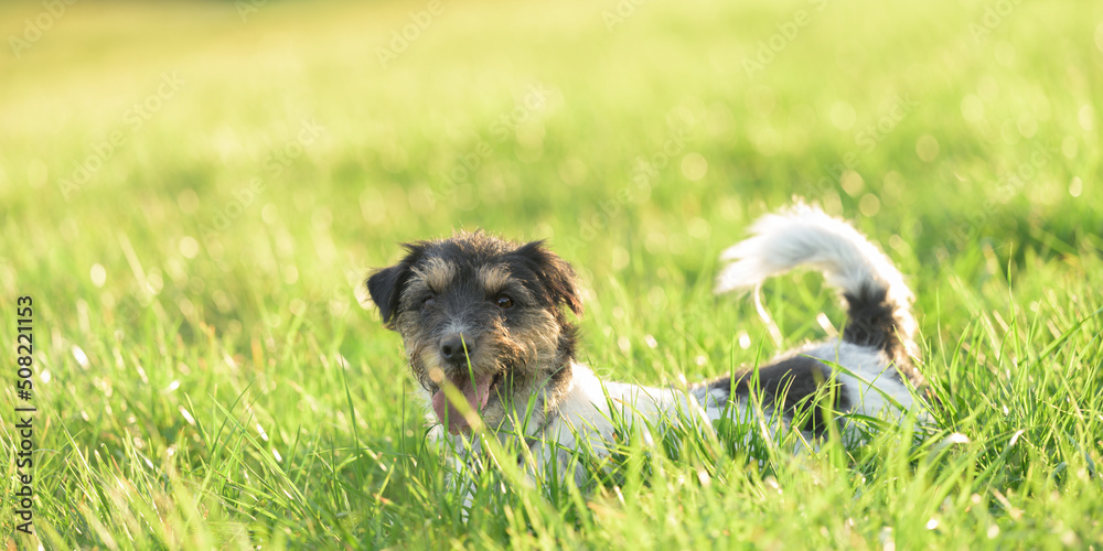 Cute active Jack Russell Terrier dog over a green meadow in spring.