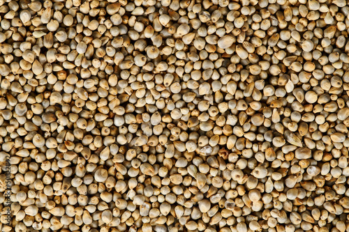 Pearl Millet or Bajra (Pennisetum glaucum) background