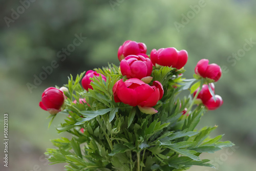 Red colored peony flower that grows naturally in Izmir - Nif mountain .Paeonia Paula Fault.