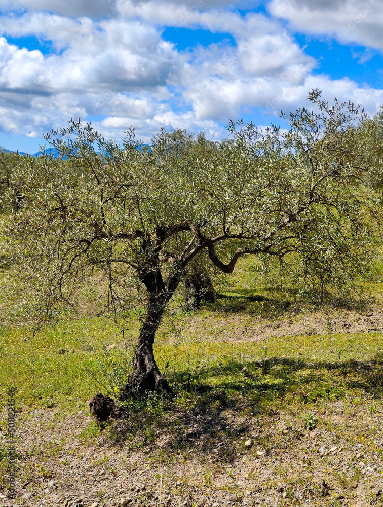 Olive trees in Andalusia