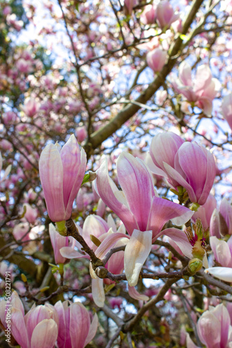 Magnolia Soulangeana  lat. Magnolia soulangeana  is a species of flowering plants belonging to the genus Magnolia  Magnolia  of the Magnolia family  Magnoliaceae . The flowers are white-pink  cup-shap