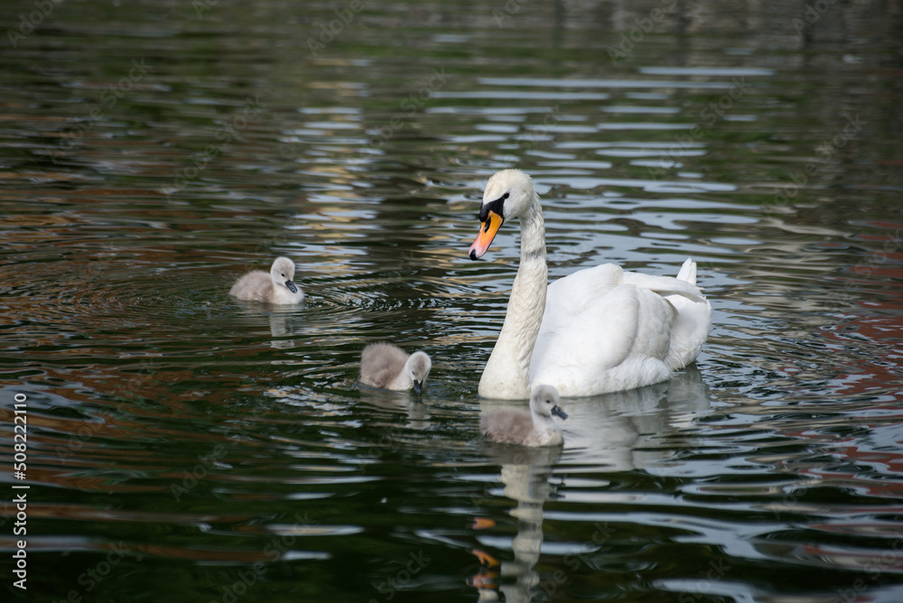 custom made wallpaper toronto digitalView of family swan with mother and babies swimming in the water