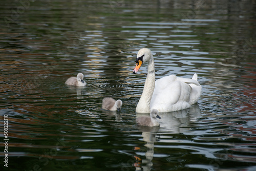 Wallpaper Mural View of family swan with mother and babies swimming in the water Torontodigital.ca