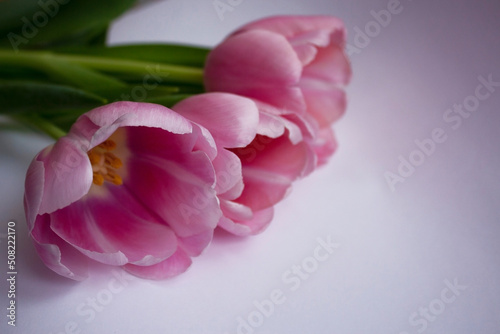 Fototapeta Naklejka Na Ścianę i Meble -  spring bouquet of pink tulips isolated on white background
