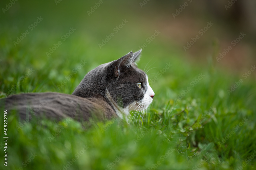 Domestic cat in a spring meadow Domestic cat in a spring meadow