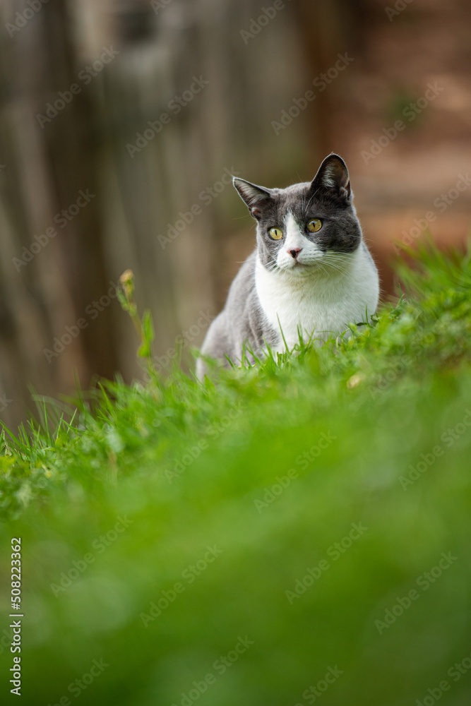 Domestic cat in a spring meadow