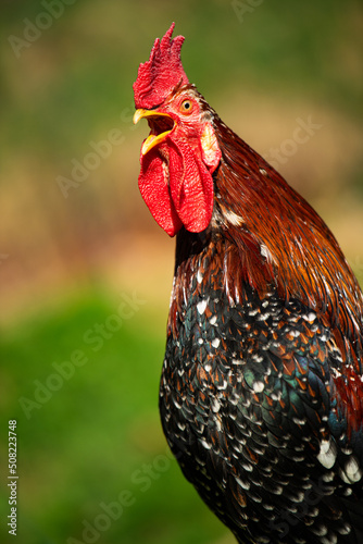 Fotobehang Cock in a spring meadow