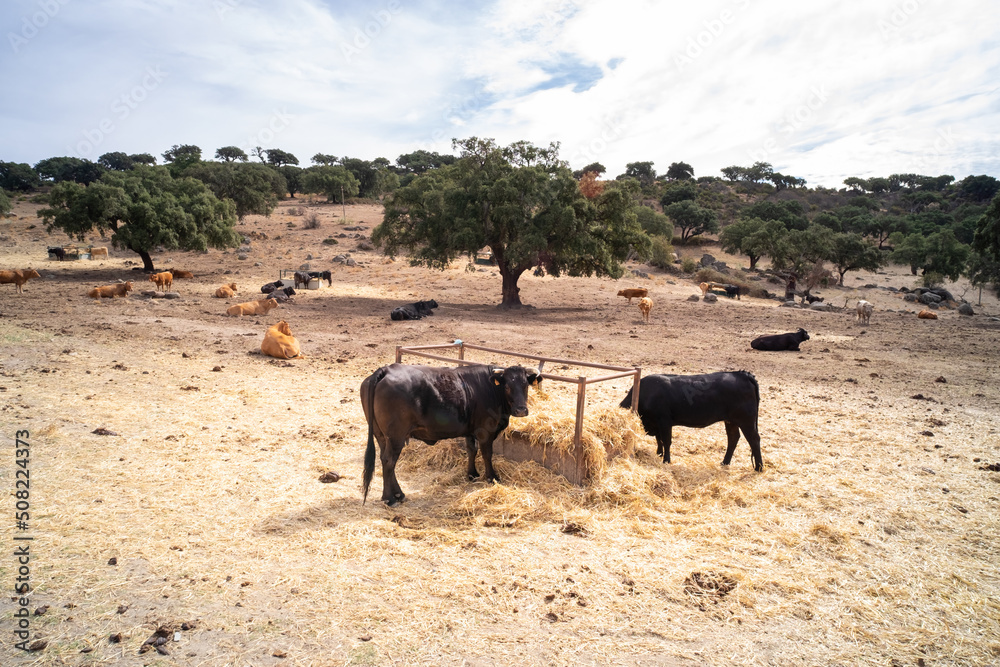 A black cow grazes with many flies on the head