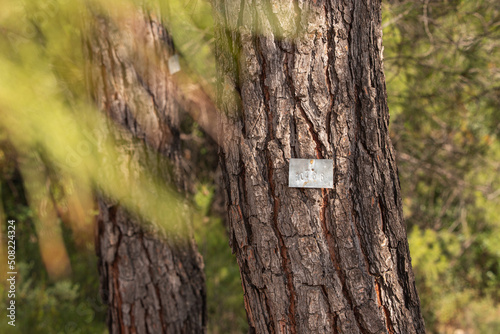 Number mark on a trunk of a pine tree in park. Forestry protection and timber industry concept