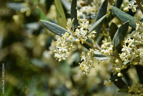 Olivenbaum, Olea europaea, Blüte