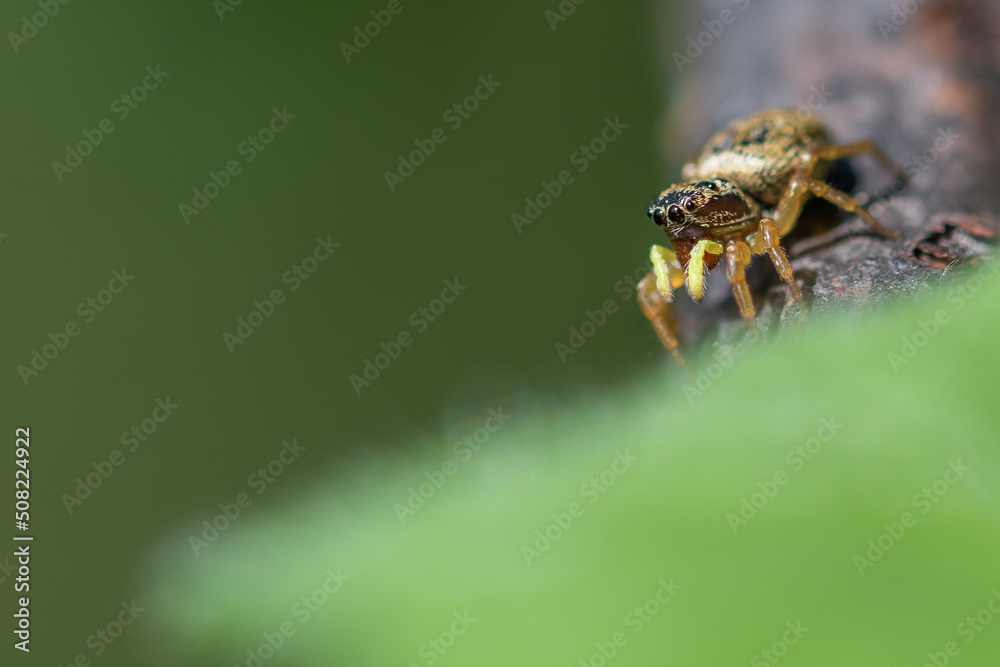 araignée sauteuse araignée sauteuse
