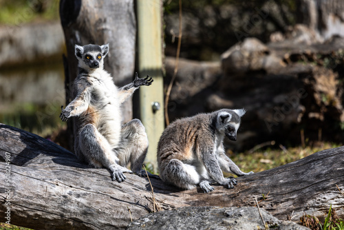 The ring-tailed lemur,Lemur catta with white ringed tail is the most known lemur