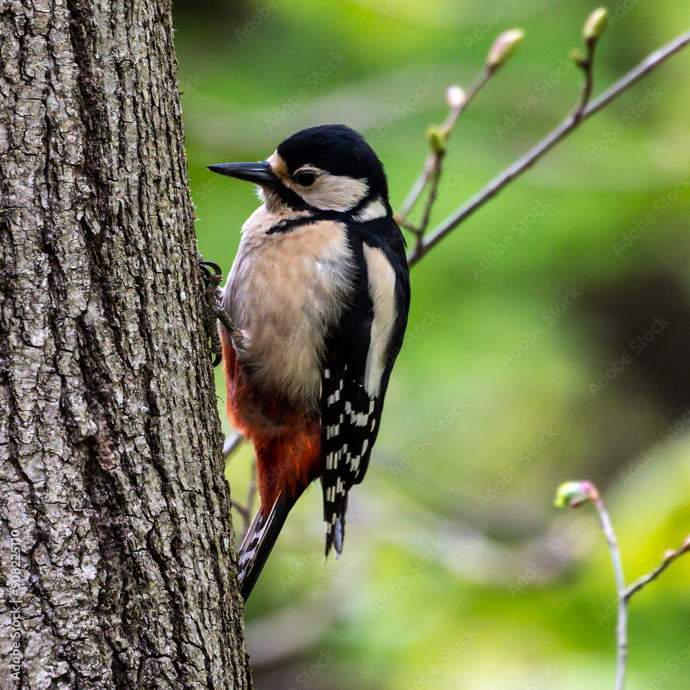 Fototapeta premium The Great Spotted Woodpecker, Dendrocopos major is sitting on the branch of tree