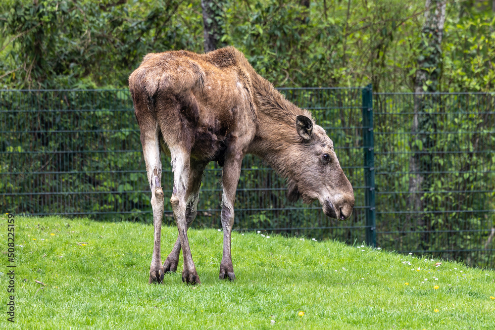 European Moose, Alces alces, also known as the elk European Moose, Alces alces, also known as the elk