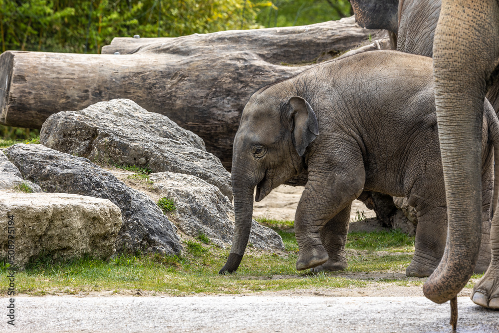 Fototapeta premium A young little Asian elephant, Elephas maximus also called Asiatic elephant