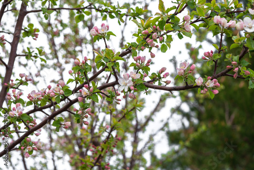 Beautiful spring cherry.in pastel pink and white tones.Sakura. Small depth of field.Close-up of flowering branches of pink cherry, Japanese cherry tree in spring. Spring landscape of Japan.