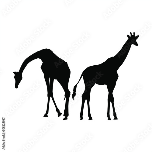 A Pair of Giraffe Silhouette for Logo or Graphic Design Element. Vector Illustration