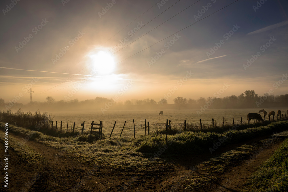 Lever de soleil et brume sur une prairie avec des vaches Lever de soleil et brume sur une prairie avec des vaches