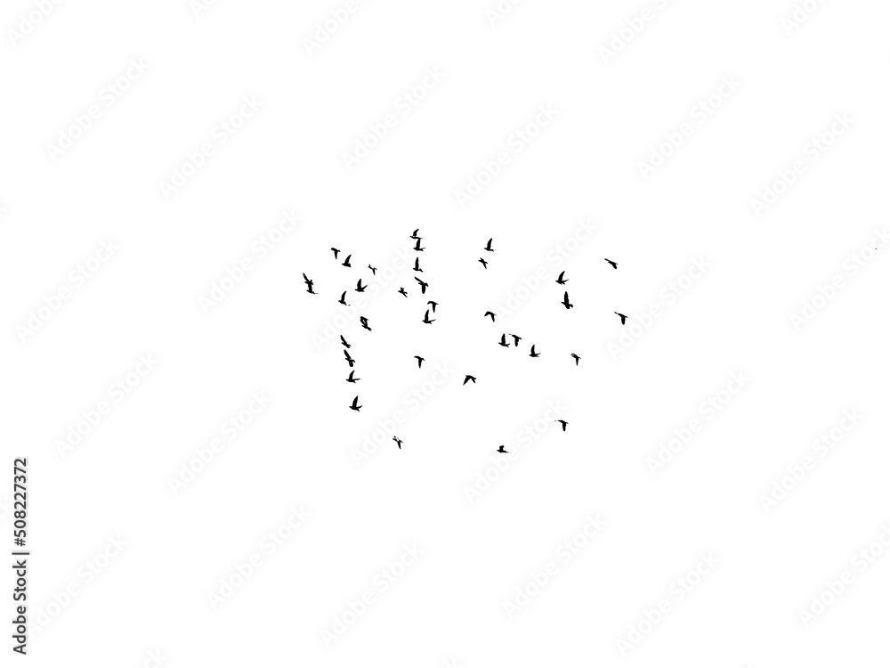 flock of birds in black and white flock of birds in black and white