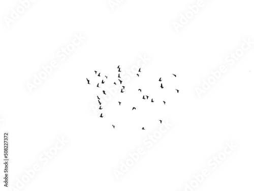 flock of birds in black and white © Nick-Luhminski