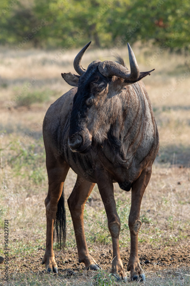 Blue wildebeest isolated in the wilderness Blue wildebeest isolated in the wilderness