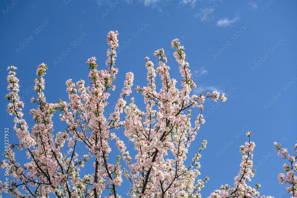 Beautiful spring cherry. in pastel pink and white tones. Sakura. Small depth of field. Close-up of flowering branches of pink cherry, Japanese cherry tree in spring. Spring landscape of Japan