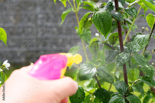 Ecological aphid control: Spraying with washing-up liquid