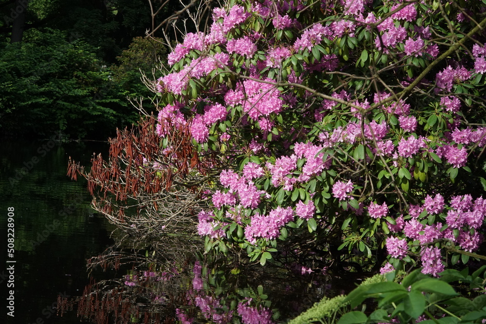 Obraz premium Pink rhododendron bush over the water with bright lighting