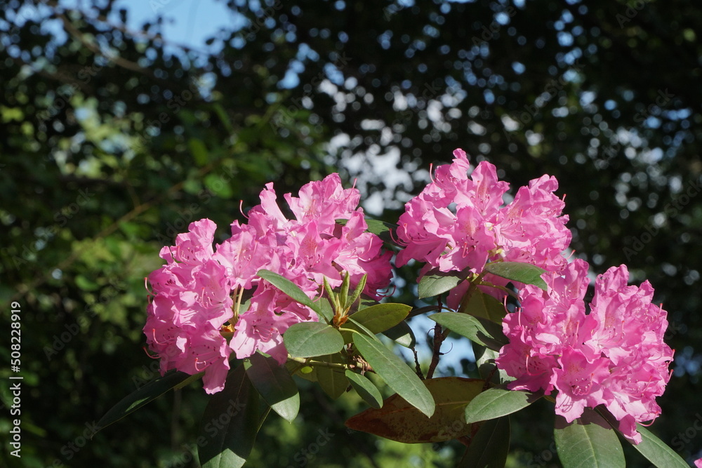 Pink rhododendron bush with bright lighting Pink rhododendron bush with bright lighting