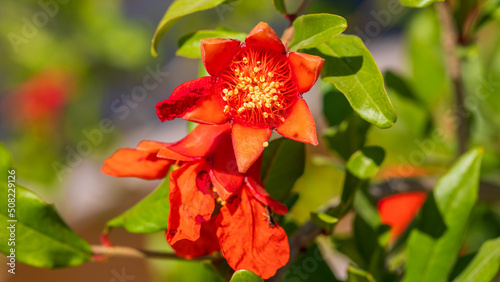 Flowers of pomegranate on his tree © Vladimir Liverts