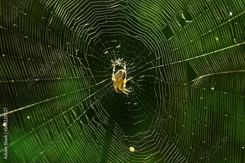 Spider in her big spider web in summer