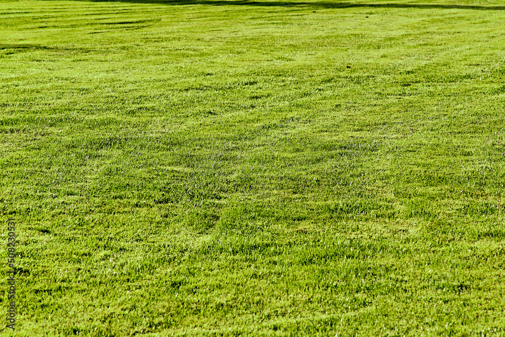 Template of fresh green lawn grass in the park with shadows from trees perspective view Template of fresh green lawn grass in the park with shadows from trees perspective view