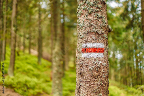 Red sign marking tourist mountain trail, rectangular painted tree mark sign, stripes symbol macro, extreme closeup, front view detail. Red sign signifying the main hiking trail, nobody. 