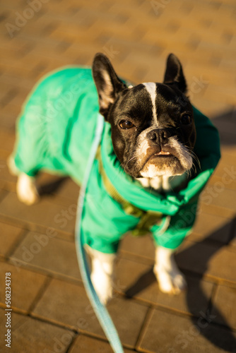 french bulldog walking in the city
