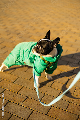 french bulldog walking in the city