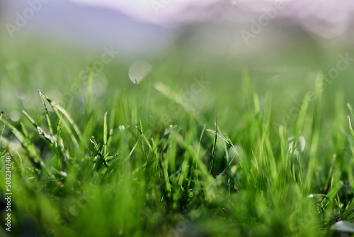 Green grass in spring  close-up photo
