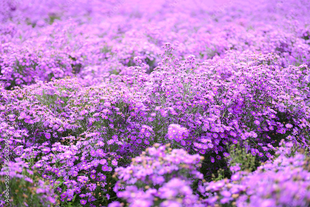 Fototapeta premium cutter flower field with pink or purple flowers on field nature garden beautiful flower blooming in summer