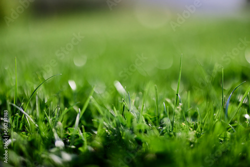 Green lawn grass close-up of the leaves of the grass. Nature conservation without environmental pollution, clean air