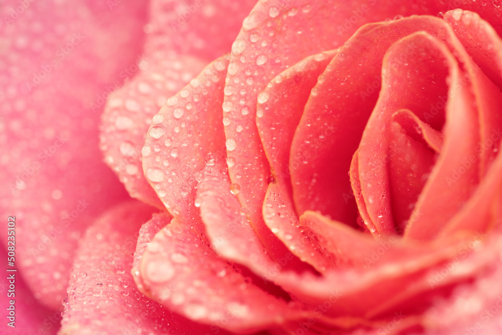 Pink rose macro