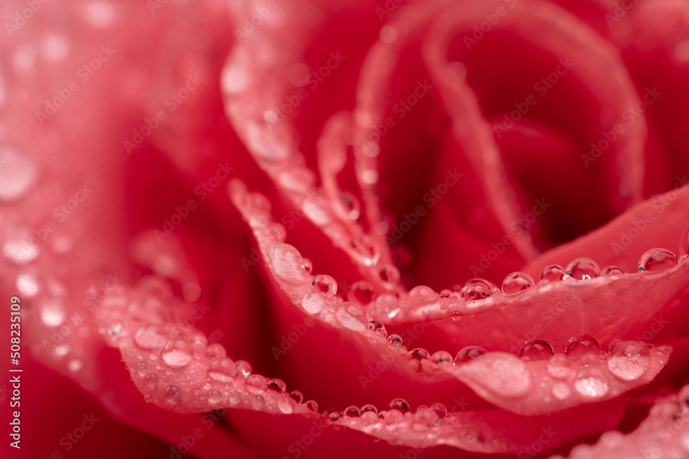 Pink rose with drops Pink rose with drops