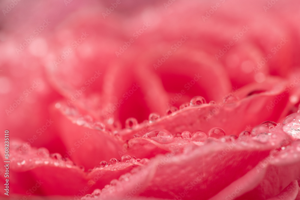 Pink Rose Flower With Water Drops