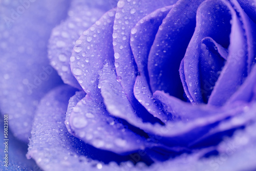Blue Rose Flower With Waterdrops