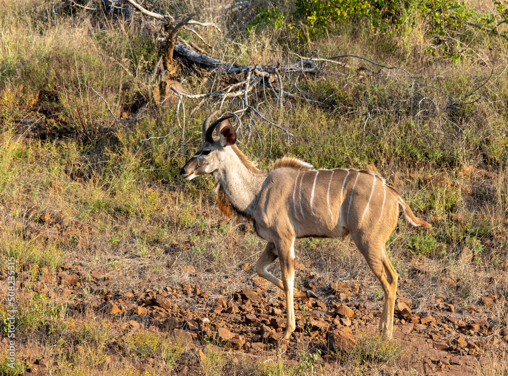 Fototapeta premium Juvenile kudu bull isolated in the wild in the Kruger National Park in South Africa