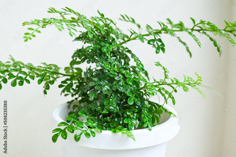 Fototapeta premium small trees in white pots for decoration in home garden , minimal plant tree with Feroniella lucida