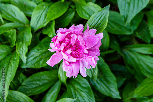 pink flower