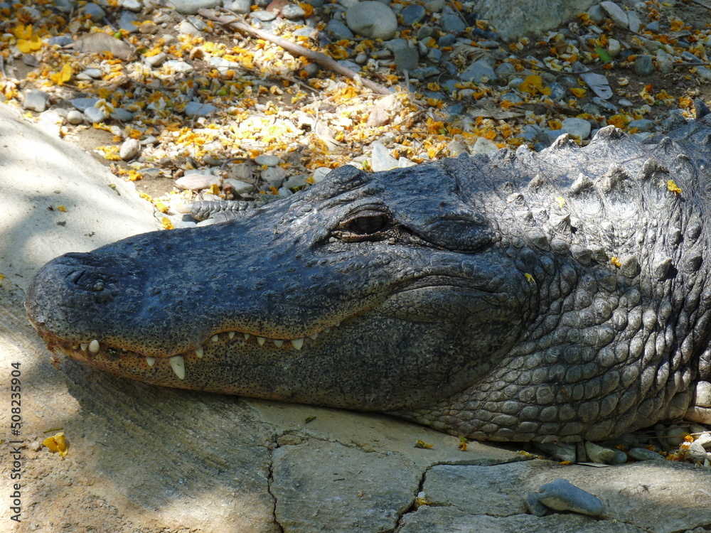 Fototapeta premium A close-up of a crocodile sleeping on a rocky surface - photo