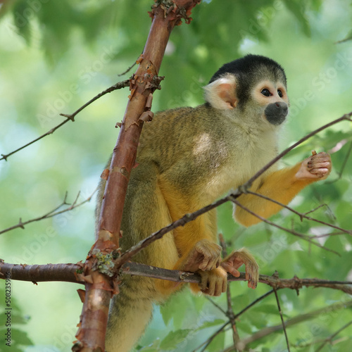 Äffli auf Affeninsel im Zoo Zürich